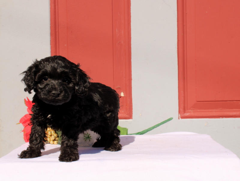 puppy, for, sale, Morkie-Poo, Matthew B. Stoltzfus, dog, breeder, Gap, PA, dog-breeder, puppy-for-sale, forsale, nearby, find, puppyfind, locator, puppylocator, aca